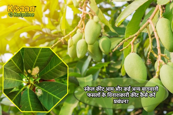 बिना रसायनों के आम के तना छेदक कीट (आम का टिप बोरर) को कैसे करें प्रबंधित?